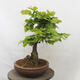 Vonkajší bonsai - Hrab obyčajný - Carpinus betulus - 3/5