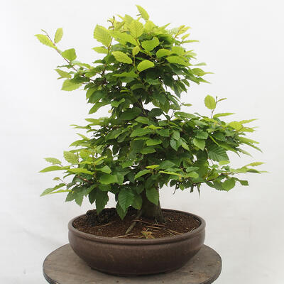 Vonkajší bonsai - Hrab obyčajný - Carpinus betulus - 3