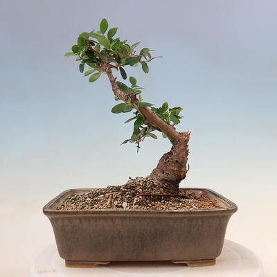 Izbová bonsai - Olea europaea sylvestris -Oliva evropská drobnolistá - 3