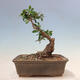 Izbová bonsai - Olea europaea sylvestris -Oliva evropská drobnolistá - 3/6