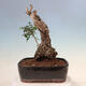 Izbová bonsai - Olea europaea sylvestris -Oliva evropská drobnolistá - 3/7