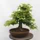 Vonkajší bonsai - Hrab obyčajný - Carpinus betulus - 3/5