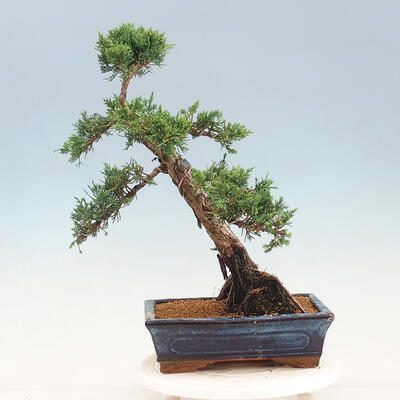 Vonkajší bonsai - Juniperus chinensis -Jalovec čínsky - 3
