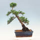 Vonkajší bonsai - Juniperus chinensis -Jalovec čínsky - 3/4