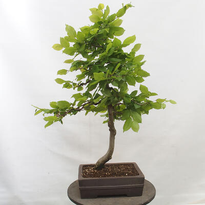 Vonkajší bonsai - Hrab obyčajný - Carpinus betulus - 3