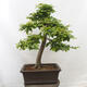 Vonkajší bonsai - Hrab obyčajný - Carpinus betulus - 3/5