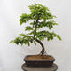 Vonkajší bonsai - Hrab obyčajný - Carpinus betulus - 3/4