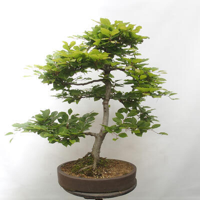 Vonkajší bonsai - Fagus sylvatica - Buk lesný - 3