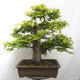 Vonkajší bonsai - Fagus sylvatica - Buk lesný - 3/5