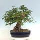 Vonkajší bonsai - Acer Campestre - Javor polný - 3/4