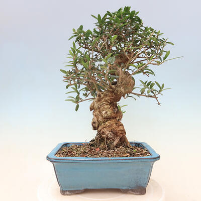 Izbová bonsai - Olea europaea sylvestris -Oliva evropská drobnolistá - 3