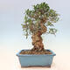 Izbová bonsai - Olea europaea sylvestris -Oliva evropská drobnolistá - 3/6