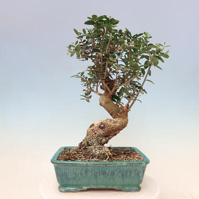 Izbová bonsai - Olea europaea sylvestris -Oliva evropská drobnolistá - 3