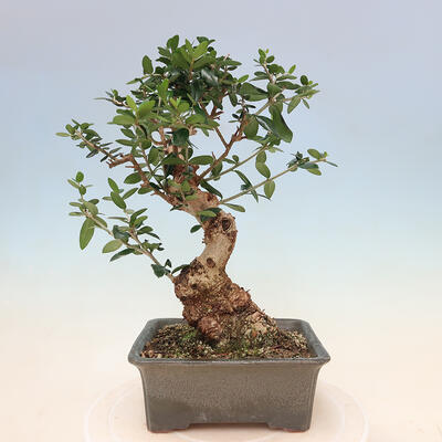 Izbová bonsai - Olea europaea sylvestris -Oliva evropská drobnolistá - 3