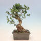 Izbová bonsai - Olea europaea sylvestris -Oliva evropská drobnolistá - 3/6