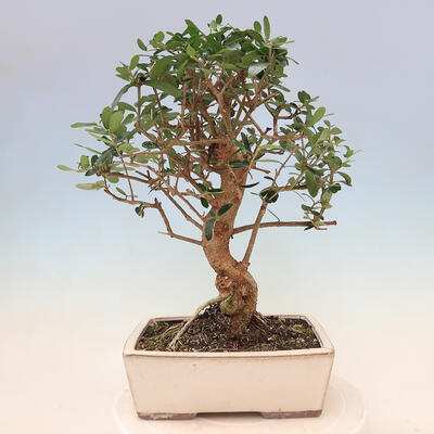 Izbová bonsai - Olea europaea sylvestris -Oliva evropská drobnolistá - 3