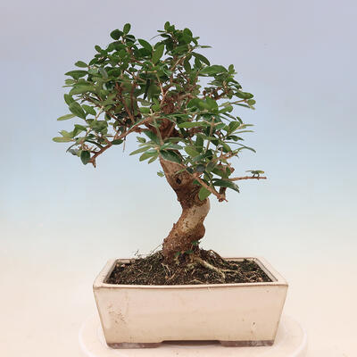 Izbová bonsai - Olea europaea sylvestris -Oliva evropská drobnolistá - 3