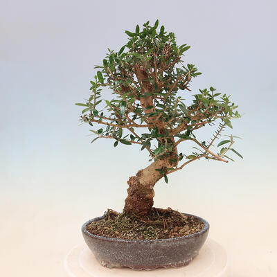 Izbová bonsai - Olea europaea sylvestris -Oliva evropská drobnolistá - 3