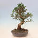 Izbová bonsai - Olea europaea sylvestris -Oliva evropská drobnolistá - 3/6