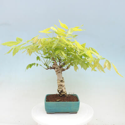 Vonkajšia bonsai - Vistarie kvetnatá - Wisteria floribunda - 3