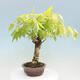 Vonkajšia bonsai - Vistarie kvetnatá - Wisteria floribunda - 3/7