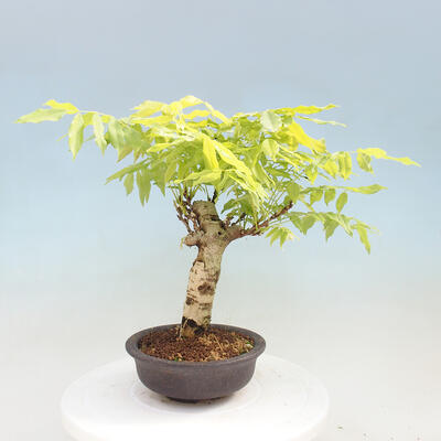 Vonkajšia bonsai - Vistarie kvetnatá - Wisteria floribunda - 3