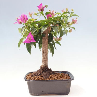 Izbová bonsai - Bouganwilea - 3