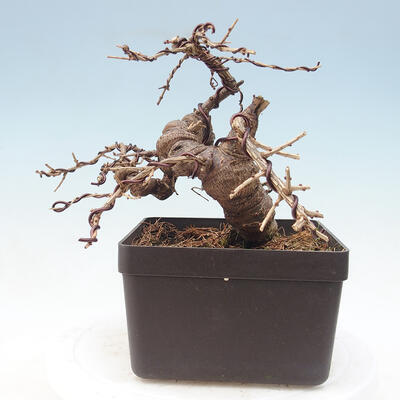 Vonkajší bonsai -Larix decidua - Smrekovec opadavý - 3