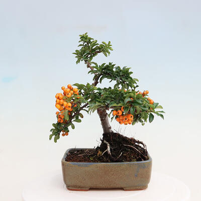 Vonkajšia bonsai-Pyracanta Teton -Hlohyně - 3