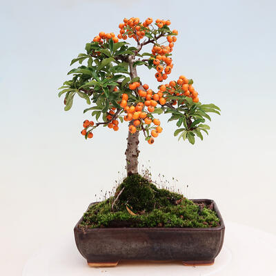 Vonkajšia bonsai-Pyracanta Teton -Hlohyně - 3