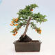 Vonkajšia bonsai-Pyracanta Teton -Hlohyně - 3/4