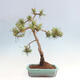 Vonkajšie bonsai - Pinus Sylvestris - Borovica lesná - 3/4