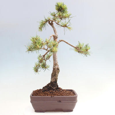 Vonkajšie bonsai - Pinus Sylvestris - Borovica lesná - 3