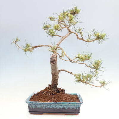 Vonkajšie bonsai - Pinus Sylvestris - Borovica lesná - 3