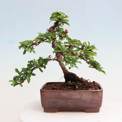 Vonkajšia bonsai-Pyracanta Teton -Hlohyně - 3