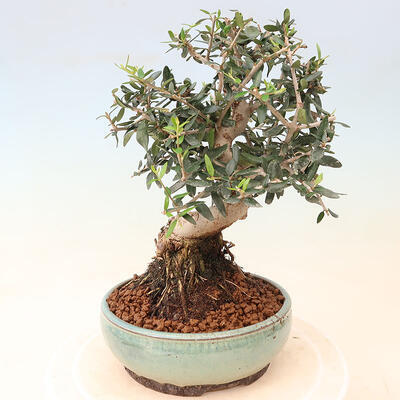 Izbová bonsai - Olea europaea sylvestris -Oliva evropská drobnolistá - 3