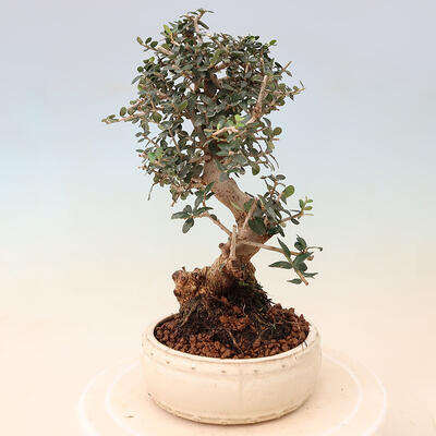 Izbová bonsai - Olea europaea sylvestris -Oliva evropská drobnolistá - 3