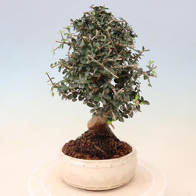 Izbová bonsai - Olea europaea sylvestris -Oliva evropská drobnolistá - 3