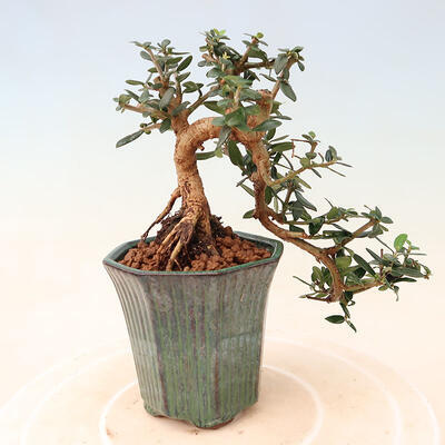 Izbová bonsai - Olea europaea sylvestris -Oliva európska drobnolistá - 3