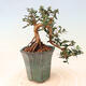 Izbová bonsai - Olea europaea sylvestris -Oliva európska drobnolistá - 3/5