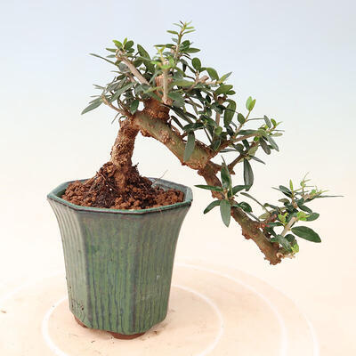 Izbová bonsai - Olea europaea sylvestris -Oliva európska drobnolistá - 3