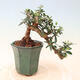 Izbová bonsai - Olea europaea sylvestris -Oliva európska drobnolistá - 3/5