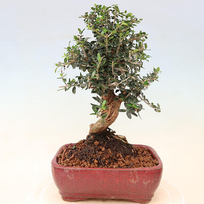 Izbová bonsai - Olea europaea sylvestris -Oliva európska drobnolistá - 3