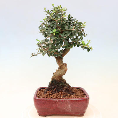 Izbová bonsai - Olea europaea sylvestris -Oliva európska drobnolistá - 3