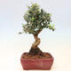 Izbová bonsai - Olea europaea sylvestris -Oliva európska drobnolistá - 3/5