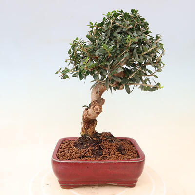 Izbová bonsai - Olea europaea sylvestris -Oliva európska drobnolistá - 3