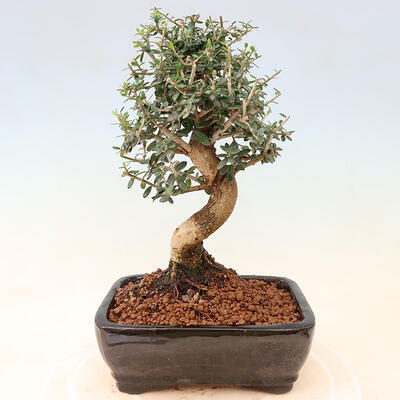 Izbová bonsai - Olea europaea sylvestris -Oliva európska drobnolistá - 3