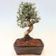 Izbová bonsai - Olea europaea sylvestris -Oliva európska drobnolistá - 3/5