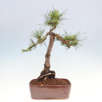 Vonkajšie bonsai - Pinus Sylvestris - Borovica lesná - 3