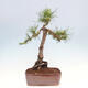 Vonkajšie bonsai - Pinus Sylvestris - Borovica lesná - 3/4